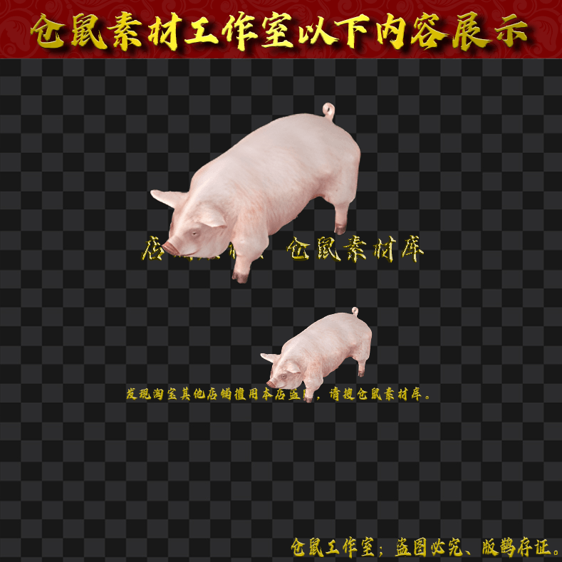 GW075白条肉猪大小2组